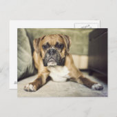 Fawn Boxer Pup Postkarte (Vorne/Hinten)