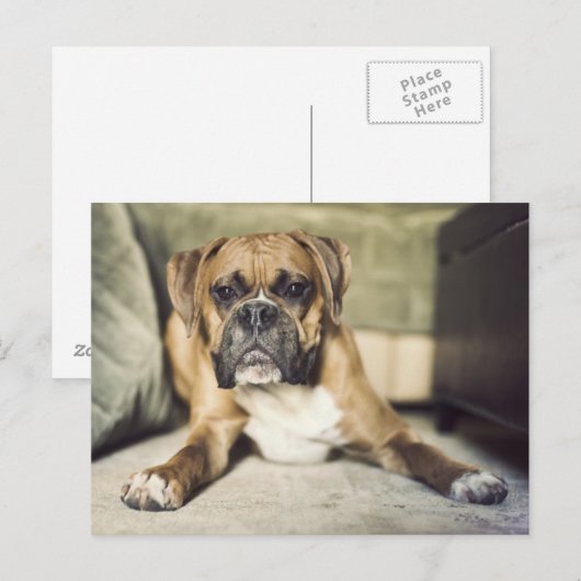 Fawn Boxer Pup Postkarte (Vorne/Hinten)