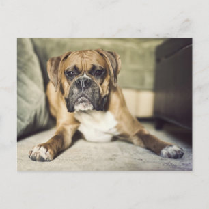 Fawn Boxer Pup Postkarte