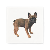 Fawn Colored French Bulldog Puppy