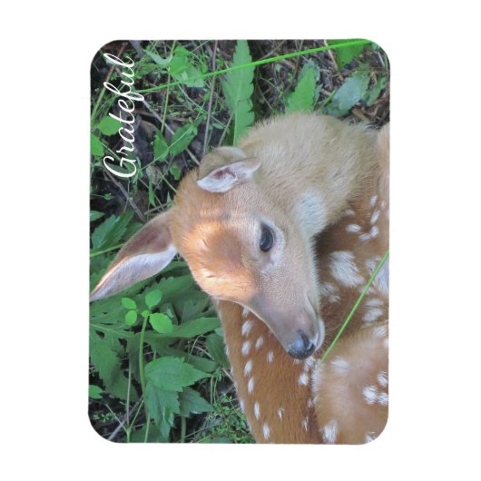 Fawn Dankbarkeit Magnet (Vertikal)