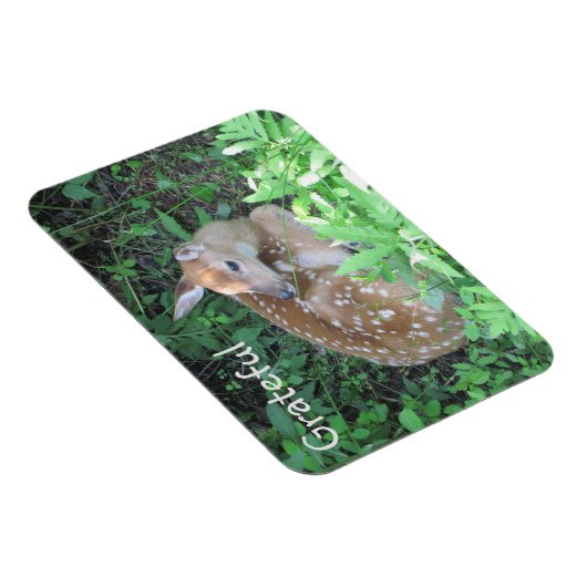 Fawn Dankbarkeit Magnet (Rechte Seite)