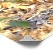 Fawn Deer Foto Poster (Ecke)