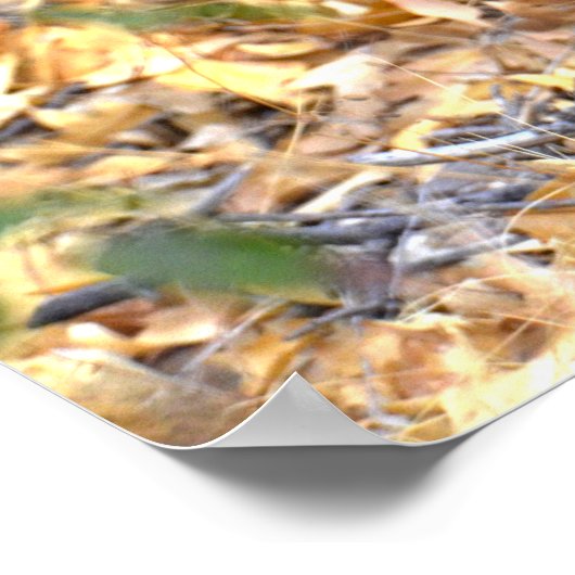 Fawn Deer Foto Poster (Ecke)