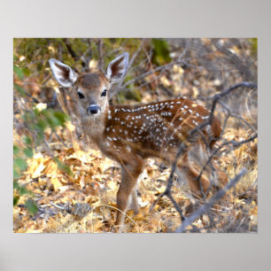 Fawn Deer Foto Poster
