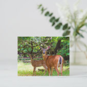 Fawn Deer im Sommer Postcard Postkarte (Stehend Vorderseite)