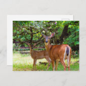 Fawn Deer im Sommer Postcard Postkarte (Vorne/Hinten)