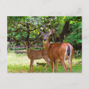 Fawn Deer im Sommer Postcard Postkarte