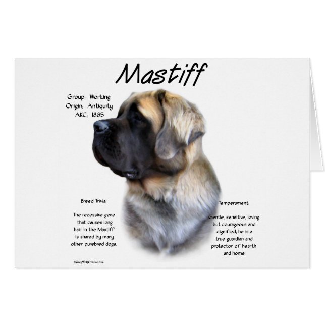 Fawn Fluffy Mastiff History (Vorderseite (Horizontal))