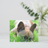 Fawn French Bulldog Postkarte (Stehend Vorderseite)