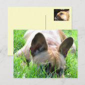 Fawn French Bulldog Postkarte (Vorne/Hinten)