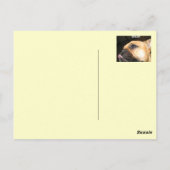 Fawn French Bulldog Postkarte (Rückseite)