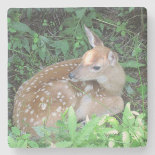 Fawn Gewartet für Mama Steinuntersetzer