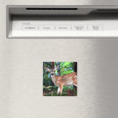 Fawn Magnet (In Situ (Geschirrspüler))