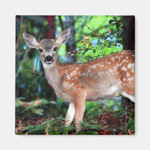Fawn Magnet