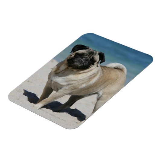 Fawn Mops am Strand Magnet (Linke Seite)