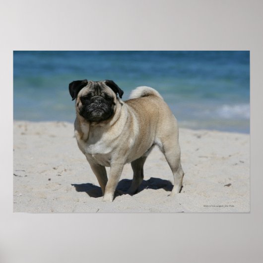 Fawn Mops am Strand Poster (Vorne)