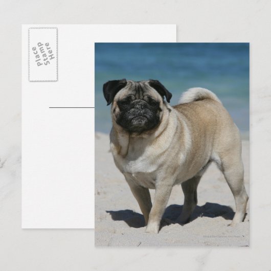 Fawn Mops am Strand Postkarte (Vorne/Hinten)