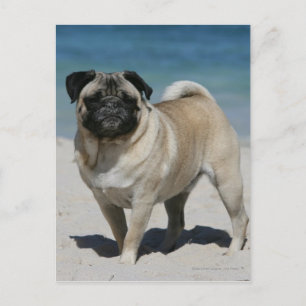 Fawn Mops am Strand Postkarte