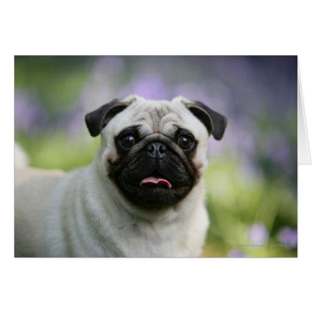 Fawn Mops on Alert (Vorderseite (Horizontal))