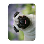 Fawn Mops on Alert Magnet (Vertikal)