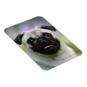 Fawn Mops on Alert Magnet (Rechte Seite)