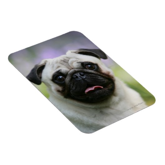 Fawn Mops on Alert Magnet (Rechte Seite)