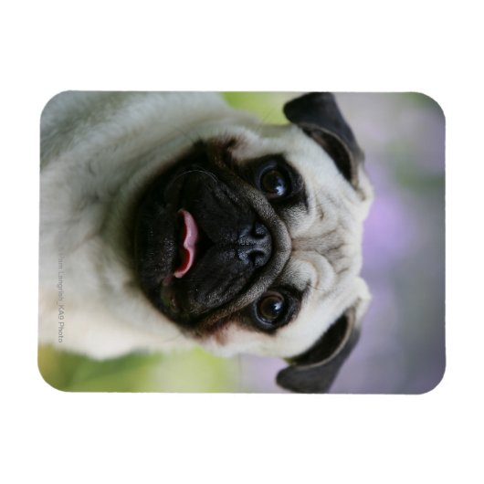 Fawn Mops on Alert Magnet (Horizontal)