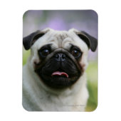 Fawn Mops on Alert Magnet (Vertikal)