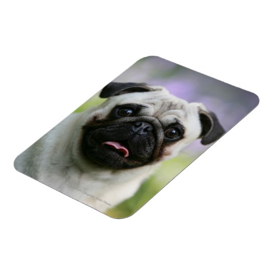 Fawn Mops on Alert Magnet (Linke Seite)