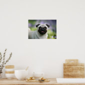 Fawn Mops on Alert Poster (Küche)