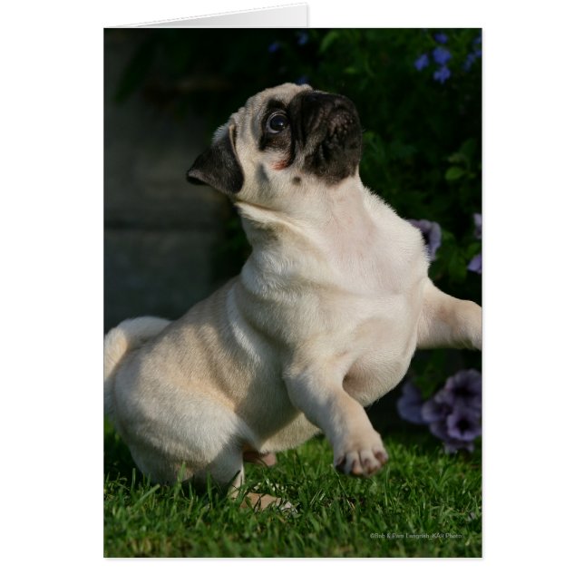 Fawn Mops Puppy (Vorne)