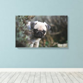 Fawn Mops Puppy Headshot Leinwanddruck (Insitu (Holzboden))