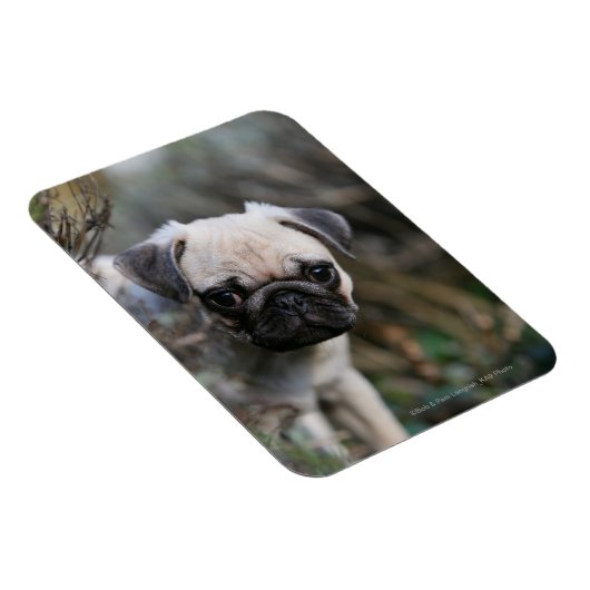 Fawn Mops Puppy Headshot Magnet (Rechte Seite)