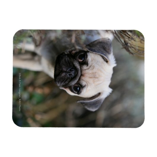 Fawn Mops Puppy Headshot Magnet (Horizontal)