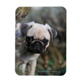 Fawn Mops Puppy Headshot Magnet (Vertikal)
