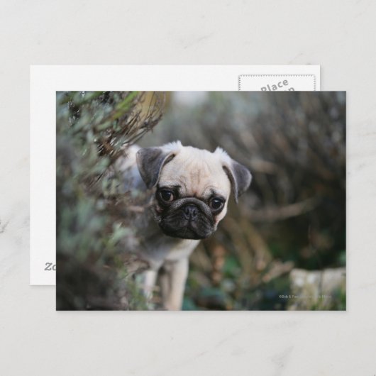 Fawn Mops Puppy Headshot Postkarte (Vorne/Hinten)