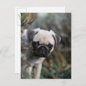 Fawn Mops Puppy Headshot Postkarte (Vorne/Hinten)