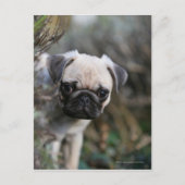 Fawn Mops Puppy Headshot Postkarte (Vorderseite)