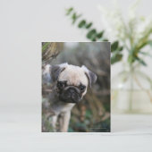 Fawn Mops Puppy Headshot Postkarte (Stehend Vorderseite)