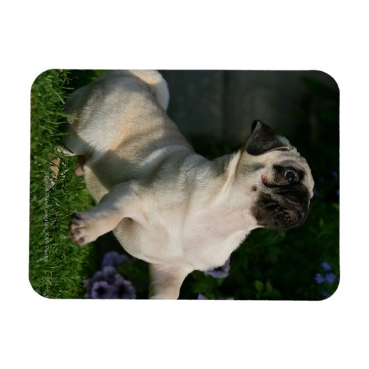 Fawn Mops Puppy Magnet (Horizontal)