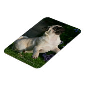 Fawn Mops Puppy Magnet (Linke Seite)