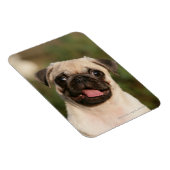 Fawn Mops Welpe Panting Magnet (Rechte Seite)