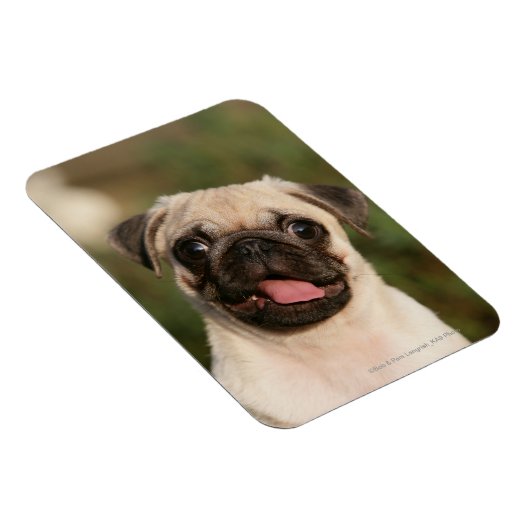 Fawn Mops Welpe Panting Magnet (Rechte Seite)