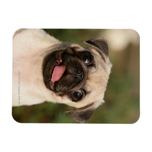 Fawn Mops Welpe Panting Magnet (Horizontal)