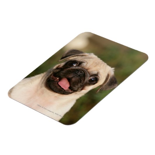 Fawn Mops Welpe Panting Magnet (Linke Seite)