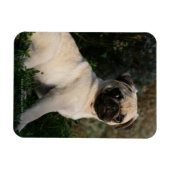 Fawn Mops Welppy Sitting Magnet (Horizontal)