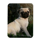 Fawn Mops Welppy Sitting Magnet (Vertikal)