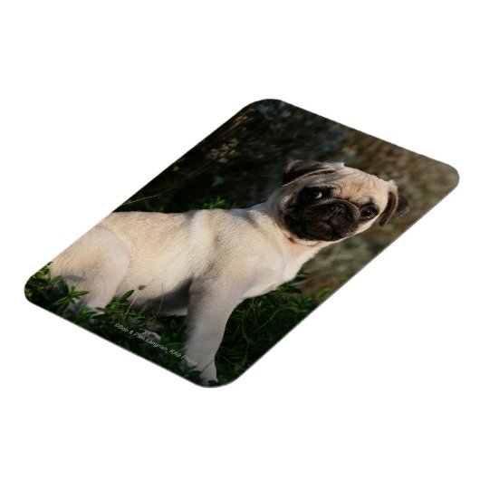 Fawn Mops Welppy Sitting Magnet (Linke Seite)