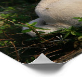 Fawn Mops Welppy Sitting Poster (Ecke)